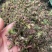 回心草云南大货回心草批发一手货源