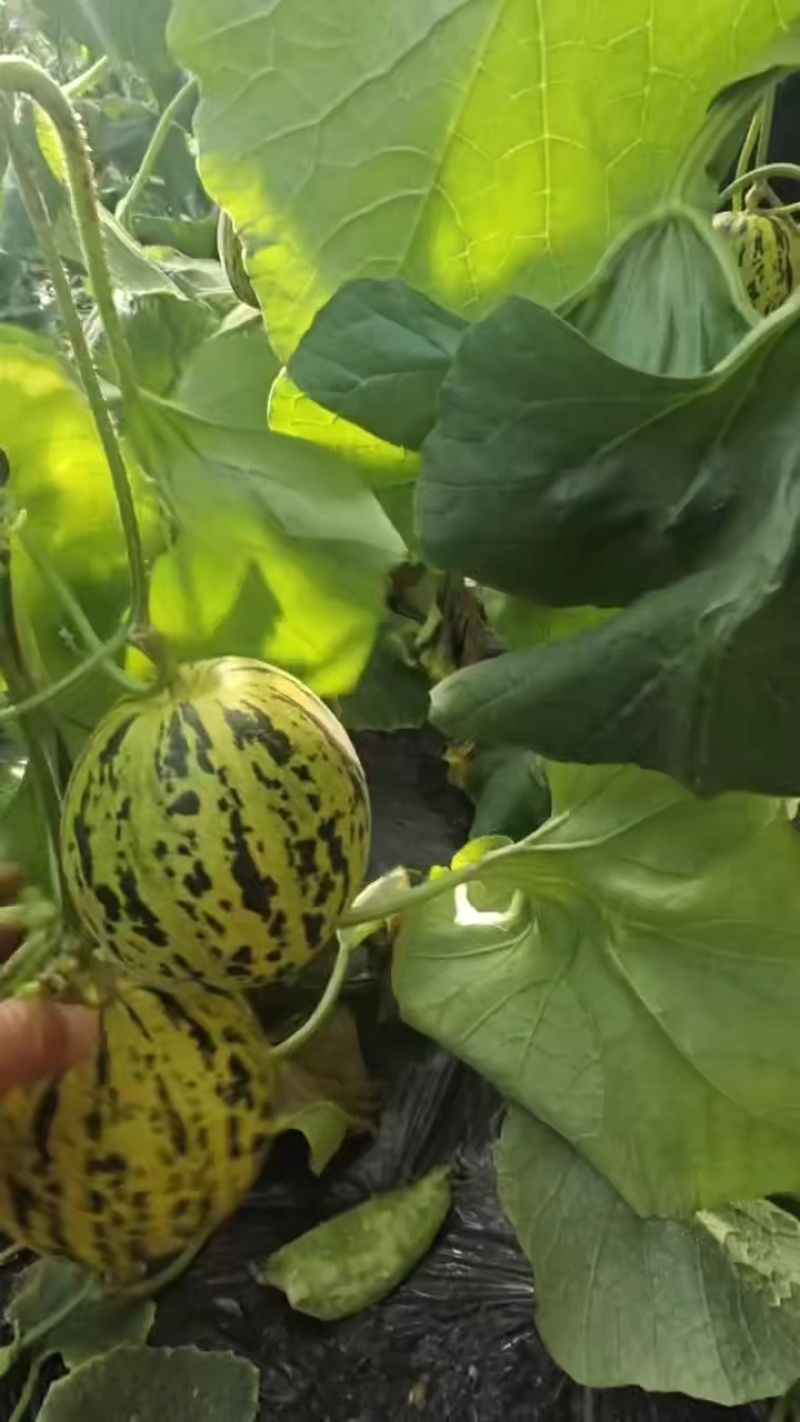 山东莘县花美人头茬大量上市，嘎嘎甜，保质保量，现摘现发