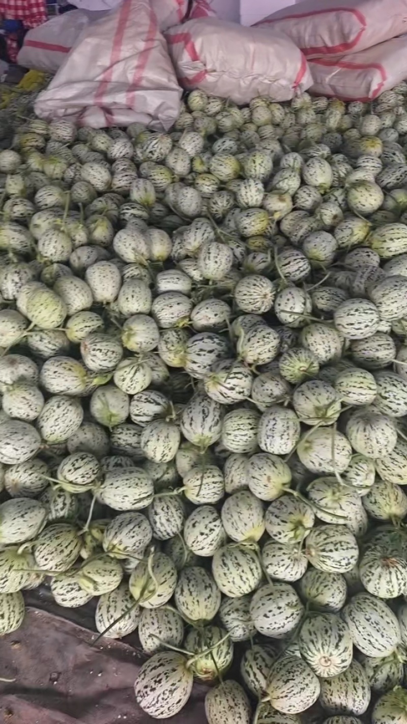 山东莘县花美人头茬大量上市，嘎嘎甜，保质保量，现摘现发