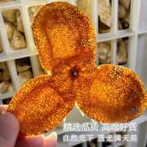 浦北大陈皮，中药陈皮内囊洁白，油包饱满，天然生晒。