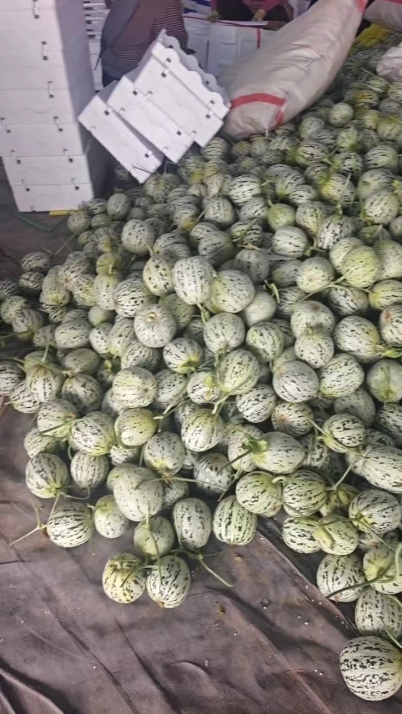 山东莘县花美人头茬大量上市，嘎嘎甜，保质保量，现摘现发