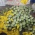 山东莘县花美人头茬大量上市，嘎嘎甜，保质保量，现摘现发