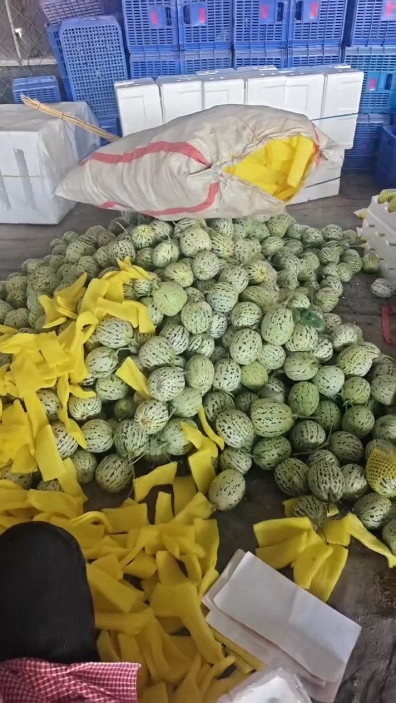 山东莘县花美人头茬大量上市，嘎嘎甜，保质保量，现摘现发