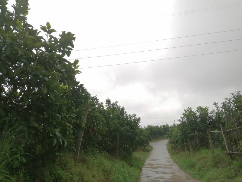 福建蜜柚树