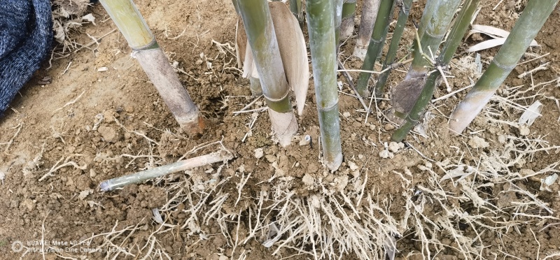 青棉竹（粉单竹）种苗