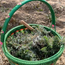新鲜白蒿