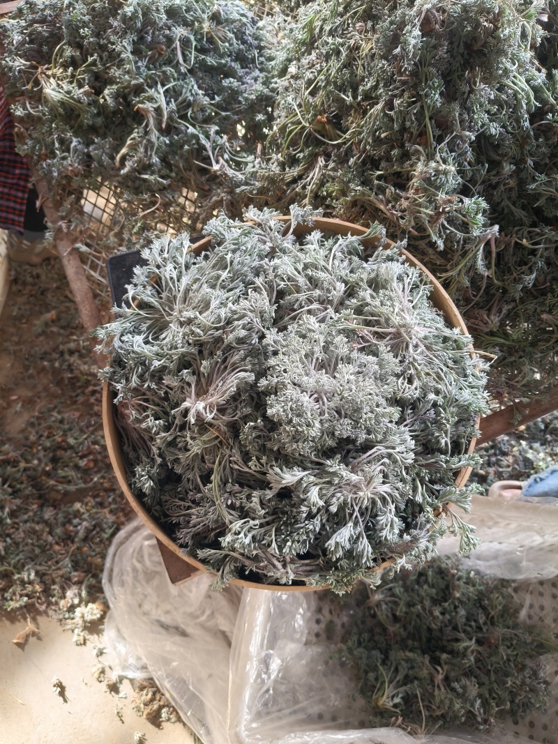 新鲜白蒿