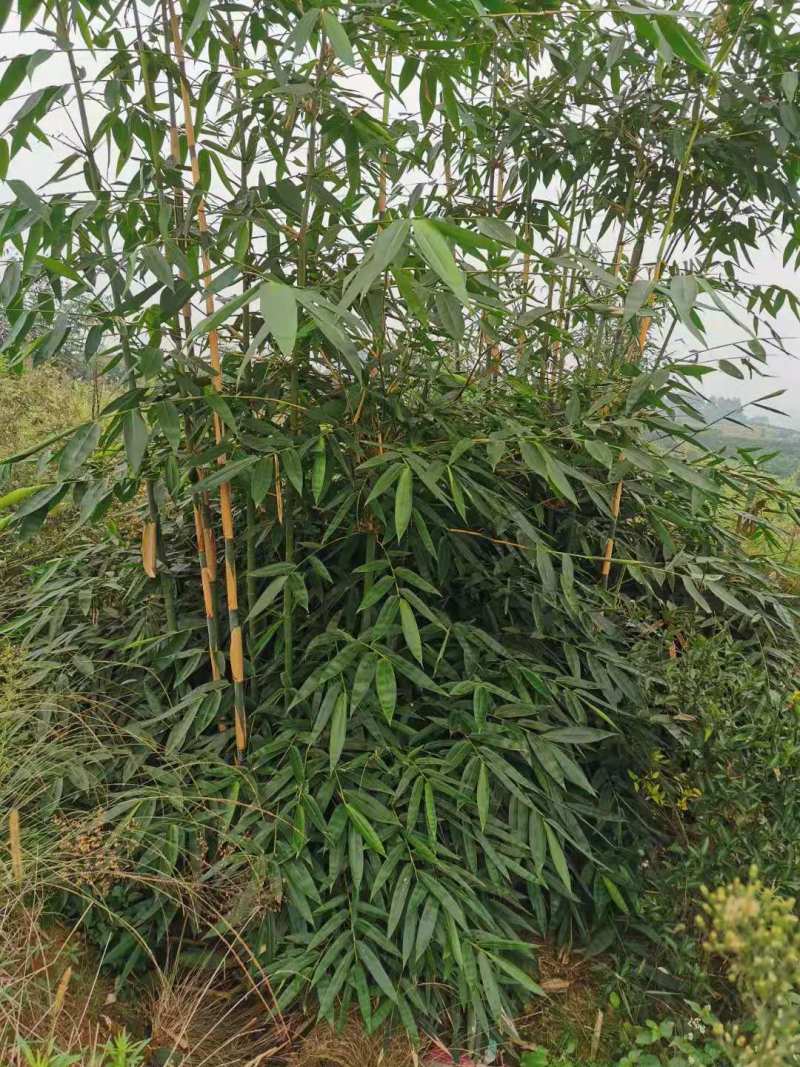 青棉竹（粉单竹）种苗