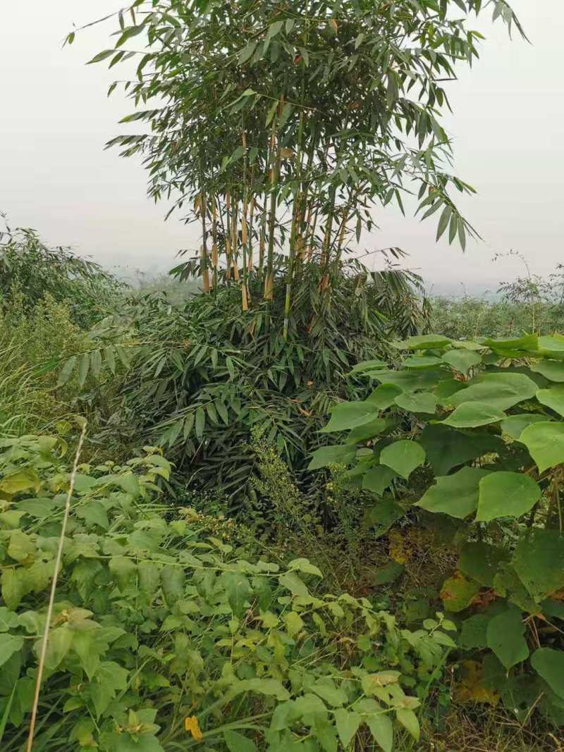 青棉竹（粉单竹）种苗
