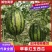 安徽早春红玉2K小糖丸手撕瓜产地直发一手货源