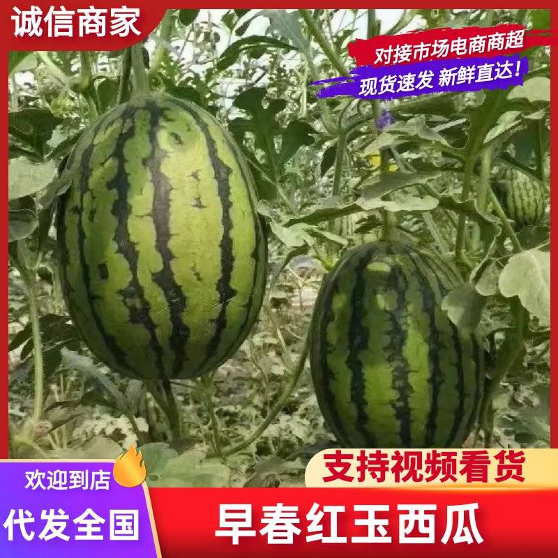 [早春红玉批发]安徽宿州砀山县西瓜 1.00元/斤好货推荐 早春 _ 一亩田