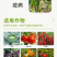 72%霜脲锰锌杀菌剂黄瓜番茄霜霉病早晚疫病