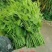 赤苍藤价格真实不玩套路，新鲜，嫩芽
