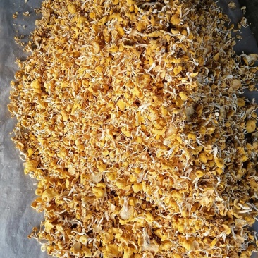 鸡油菌精品小包