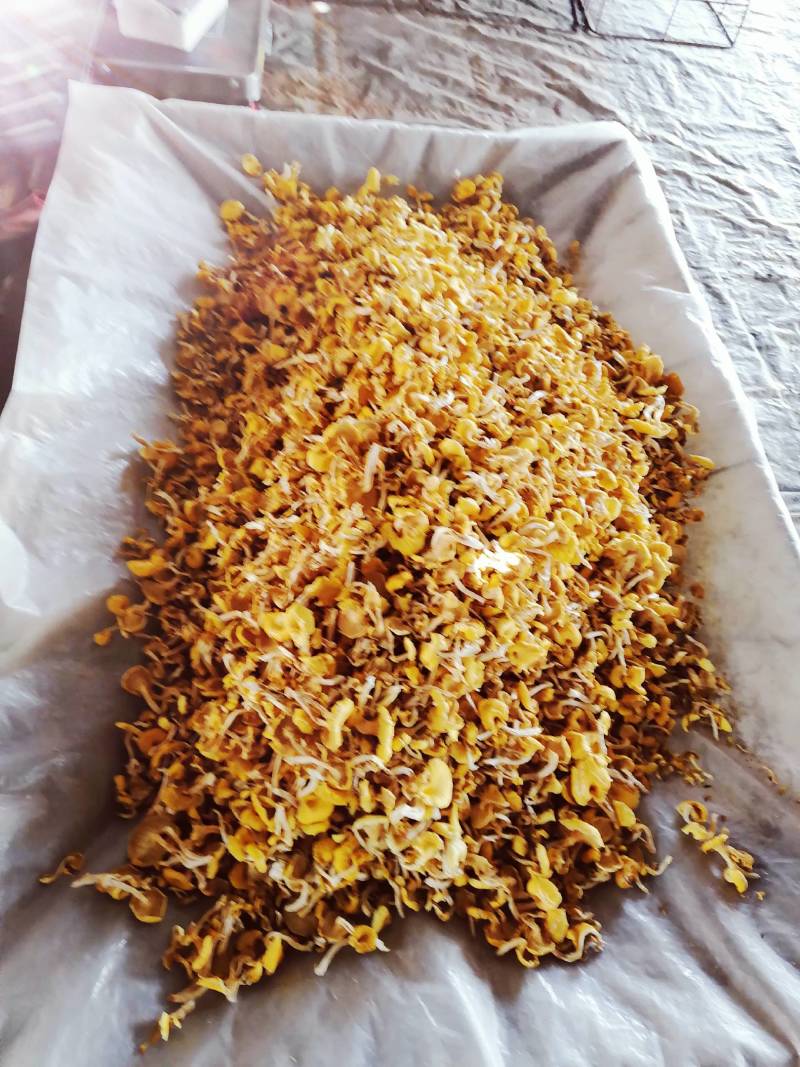 鸡油菌精品小包