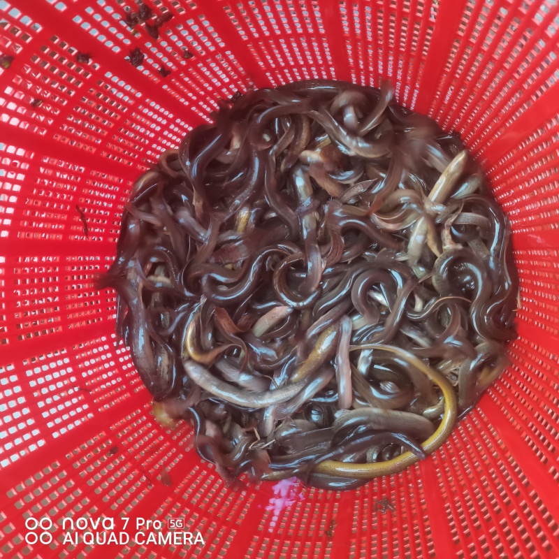 重庆梁平纯土黄鳝