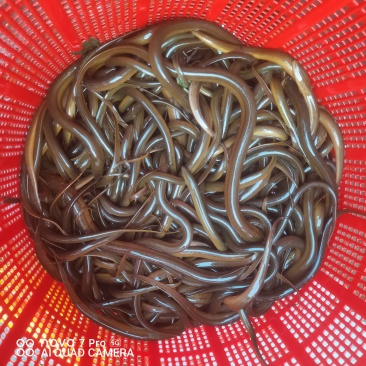 重庆梁平纯土黄鳝