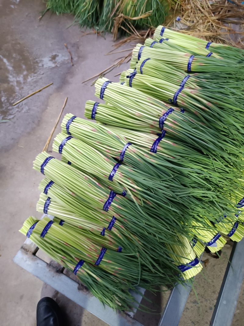 邳州市白帽蒜苔大量上市，紧接红帽蒜即将上市