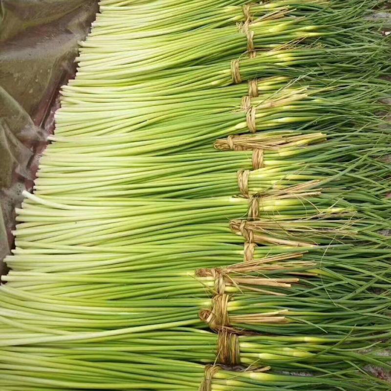 邳州市白帽蒜苔大量上市，紧接红帽蒜即将上市