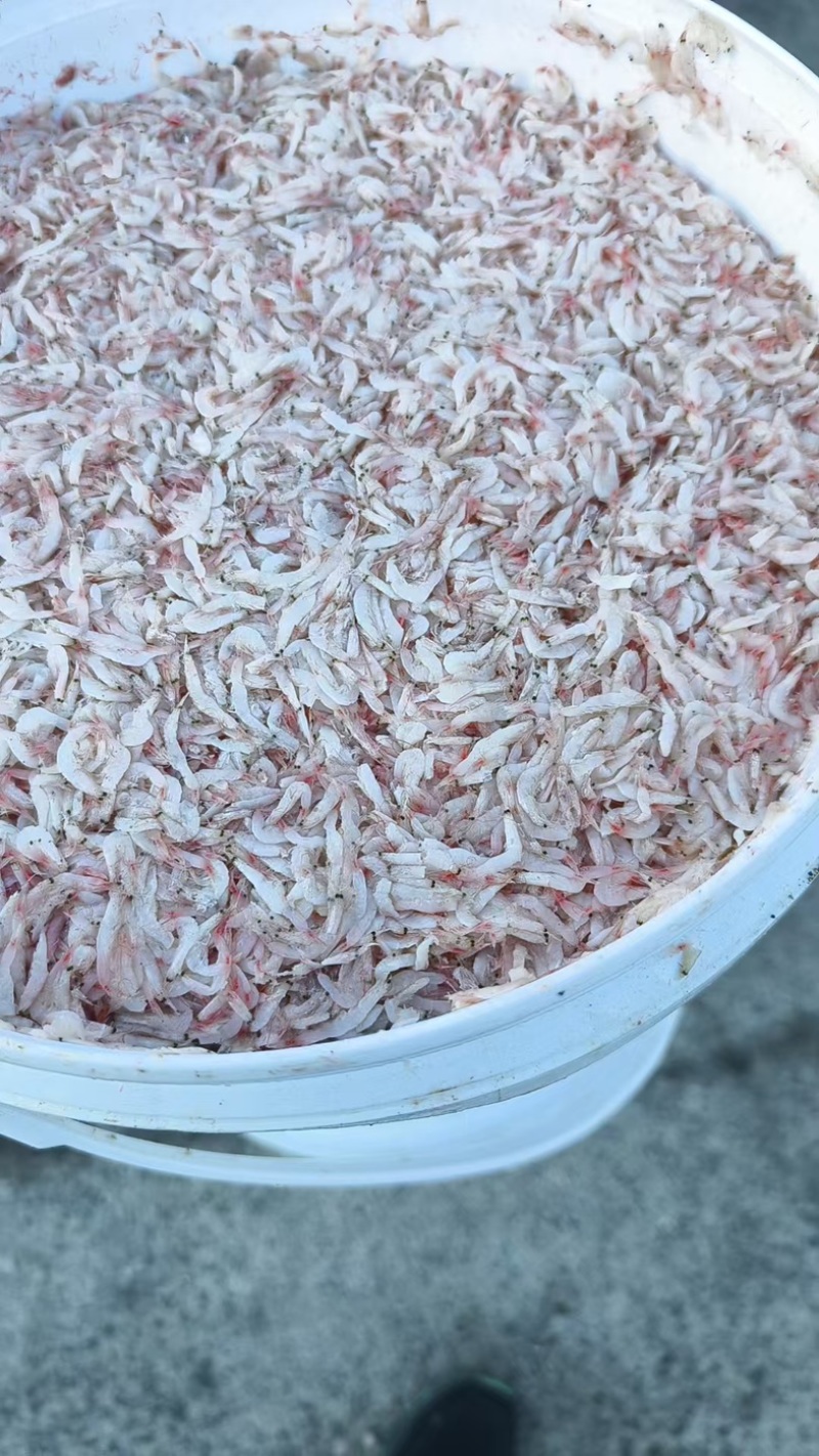 渤海精品渔家自制虾酱质量保障量大价优