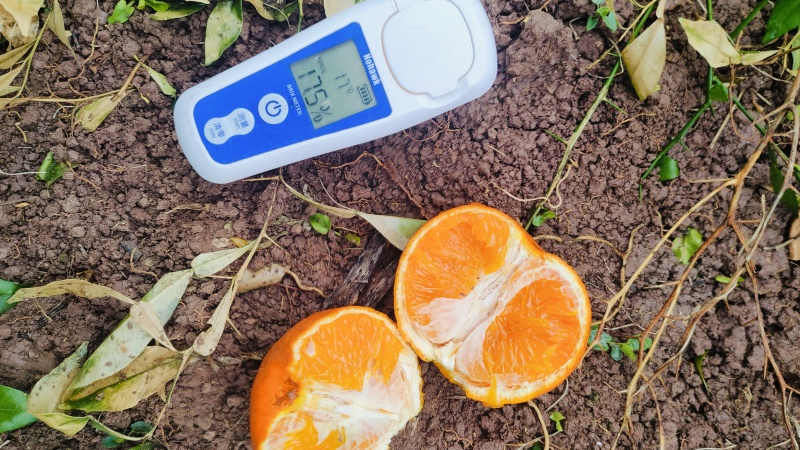 套袋盖膜明日见，没任何品质问题，不干水，不冻伤，整园出！