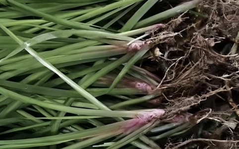 福建茴香菖蒲产地货源批发价格行情