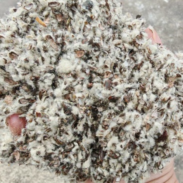 新疆棉籽壳,进口棉籽壳,河北棉籽壳,山东棉籽壳,磨盘棉壳