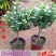 夜来香盆栽绿植驱蚊植物夜香花夜兰香夜丁香千里香浓香型花卉