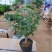 夜来香盆栽绿植驱蚊植物夜香花夜兰香夜丁香千里香浓香型花卉