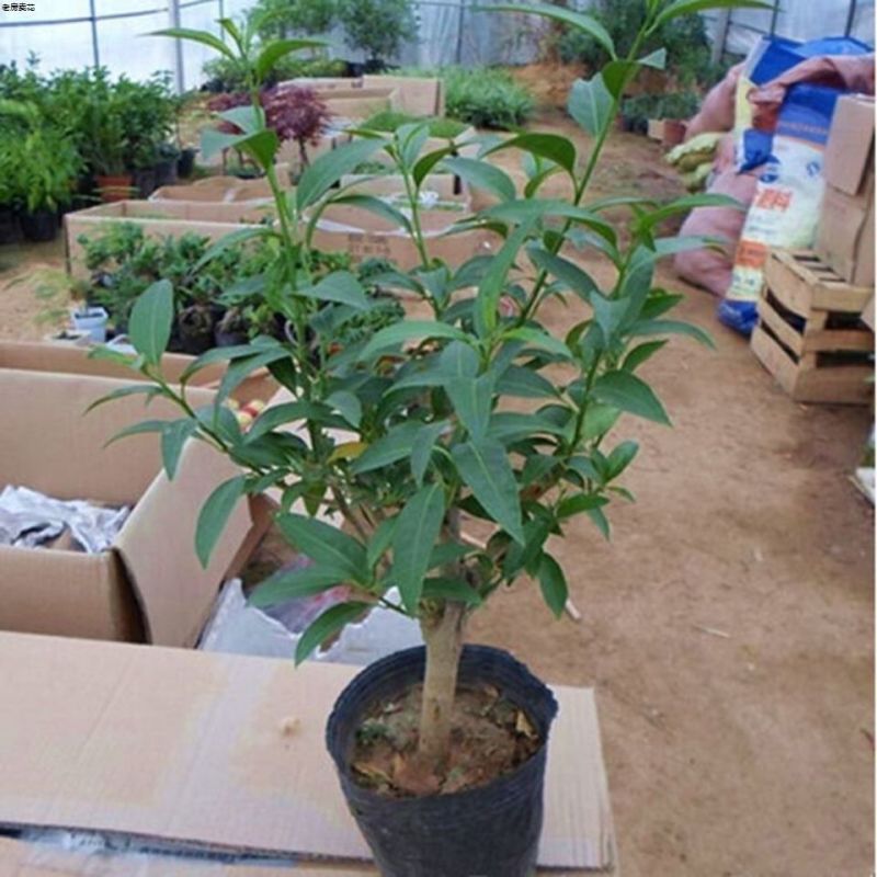 夜来香盆栽绿植驱蚊植物夜香花夜兰香夜丁香千里香浓香型花卉