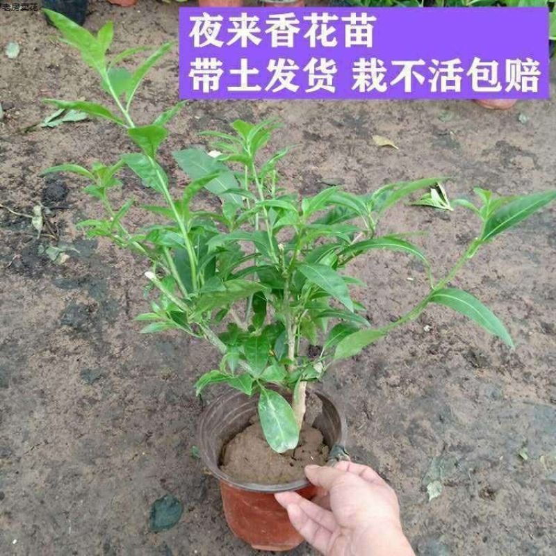 夜来香盆栽绿植驱蚊植物夜香花夜兰香夜丁香千里香浓香型花卉