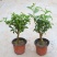 夜来香盆栽绿植驱蚊植物夜香花夜兰香夜丁香千里香浓香型花卉