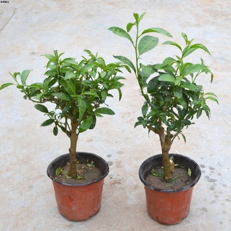 夜来香盆栽绿植驱蚊植物夜香花夜兰香夜丁香千里香浓香型花卉