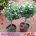 夜来香盆栽绿植驱蚊植物夜香花夜兰香夜丁香千里香浓香型花卉