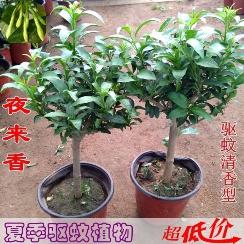 夜来香盆栽绿植驱蚊植物夜香花夜兰香夜丁香千里香浓香型花卉
