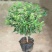 夜来香盆栽绿植驱蚊植物夜香花夜兰香夜丁香千里香浓香型花卉