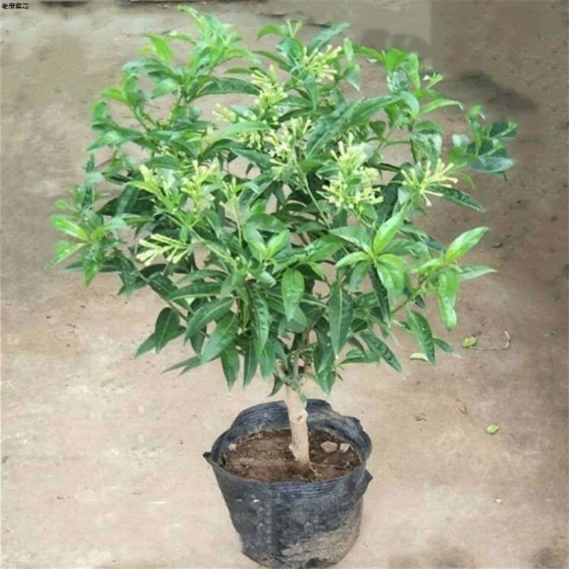 夜来香盆栽绿植驱蚊植物夜香花夜兰香夜丁香千里香浓香型花卉