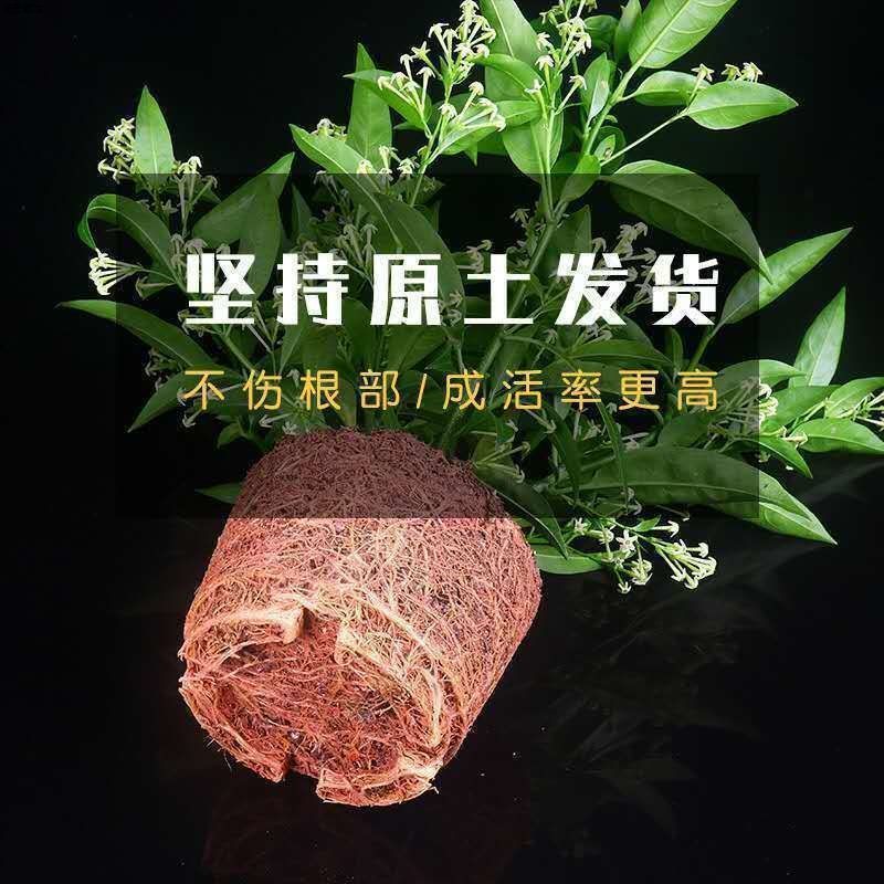 夜来香盆栽绿植驱蚊植物夜香花夜兰香夜丁香千里香浓香型花卉