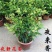 夜来香盆栽绿植驱蚊植物夜香花夜兰香夜丁香千里香浓香型花卉