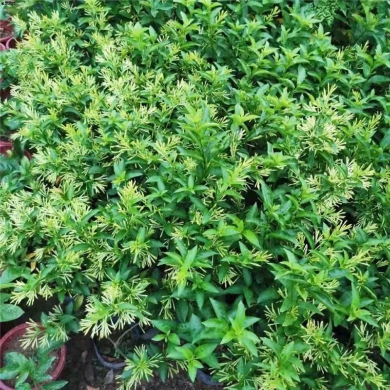 夜来香盆栽绿植驱蚊植物夜香花夜兰香夜丁香千里香浓香型花卉