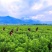 艾草种子大叶艾草四季野生药用香艾草食用草