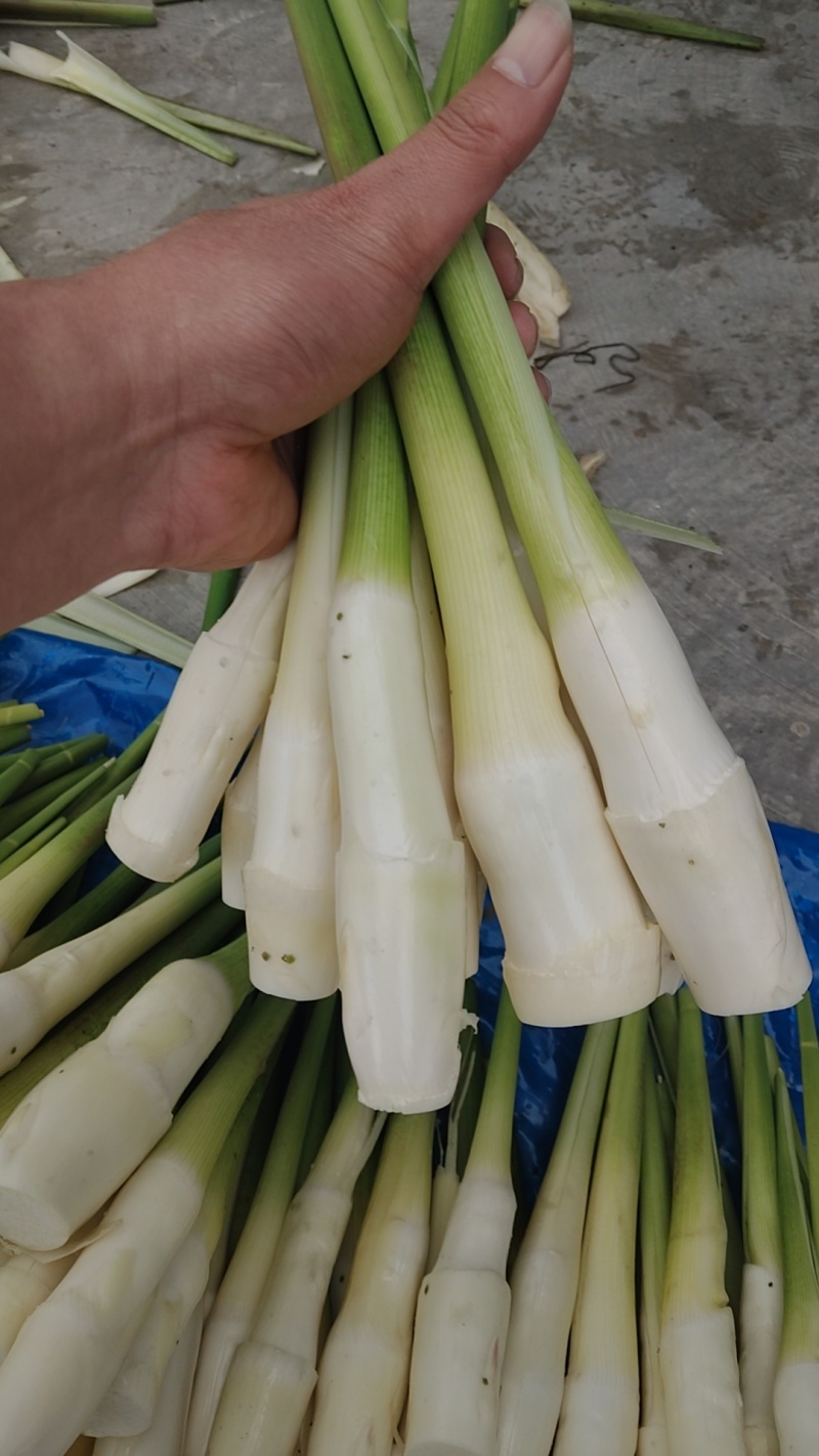茭白电商货