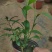 夜来香盆栽绿植驱蚊植物夜香花夜兰香夜丁香千里香浓香型花卉