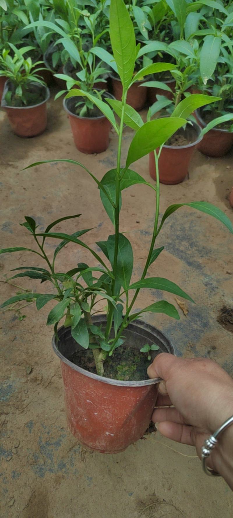 夜来香盆栽绿植驱蚊植物夜香花夜兰香夜丁香千里香浓香型花卉