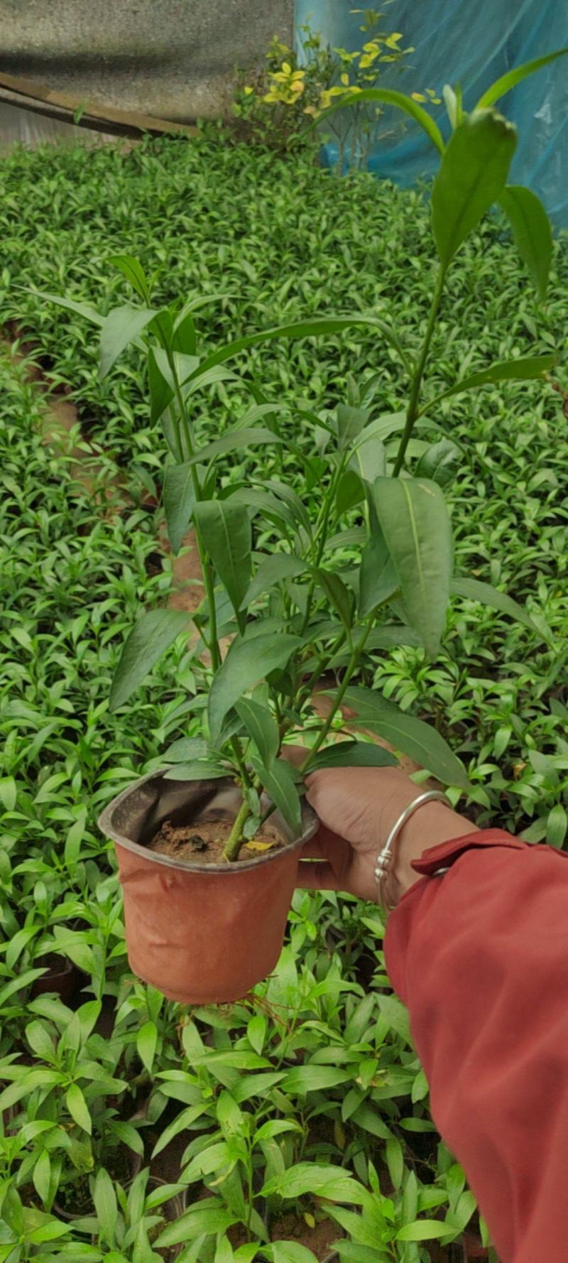 夜来香盆栽绿植驱蚊植物夜香花夜兰香夜丁香千里香浓香型花卉