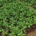 夜来香盆栽绿植驱蚊植物夜香花夜兰香夜丁香千里香浓香型花卉