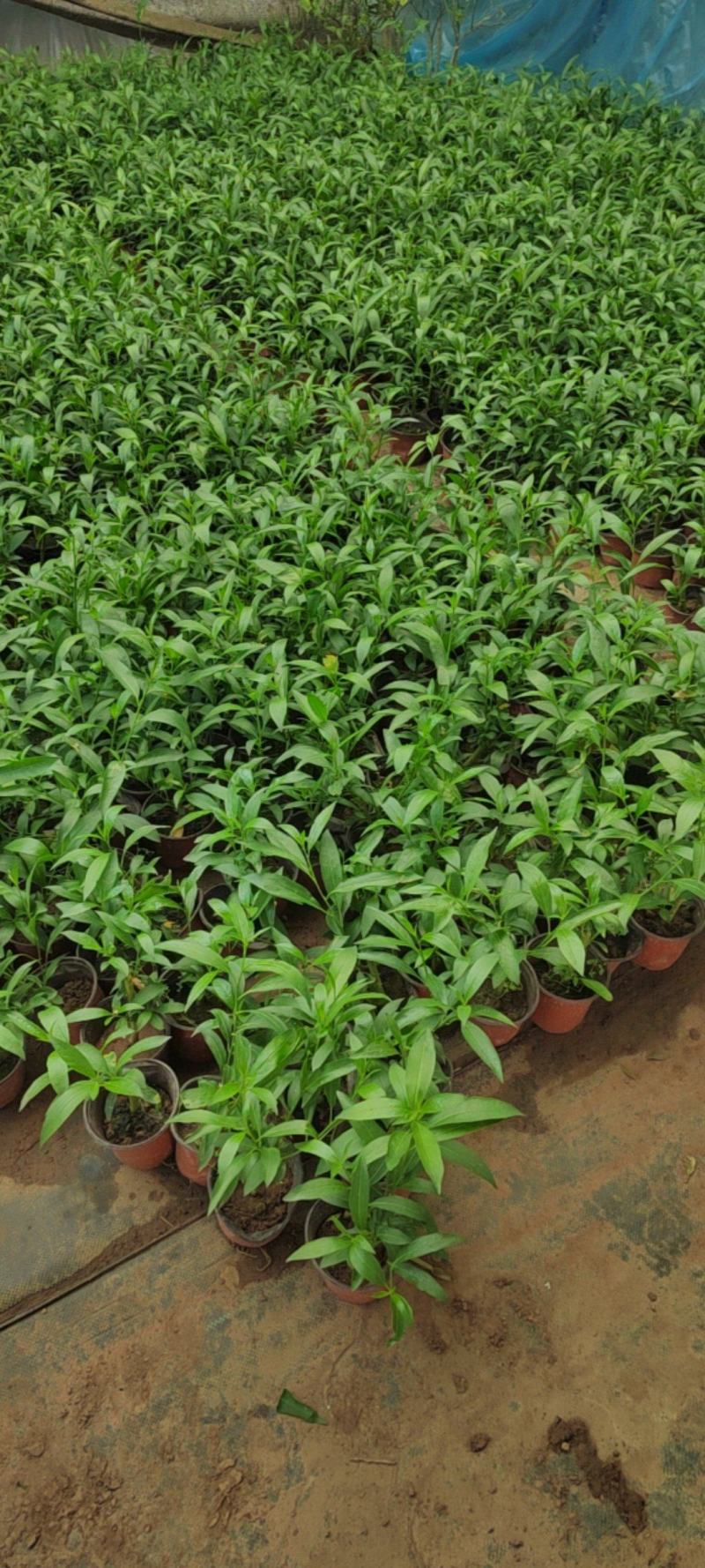 夜来香盆栽绿植驱蚊植物夜香花夜兰香夜丁香千里香浓香型花卉