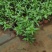 夜来香盆栽绿植驱蚊植物夜香花夜兰香夜丁香千里香浓香型花卉