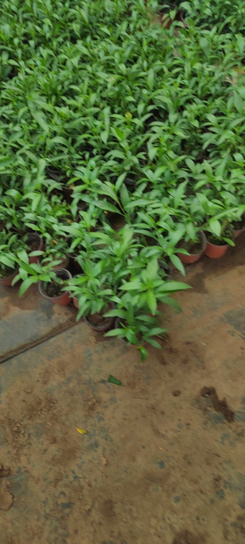 夜来香盆栽绿植驱蚊植物夜香花夜兰香夜丁香千里香浓香型花卉