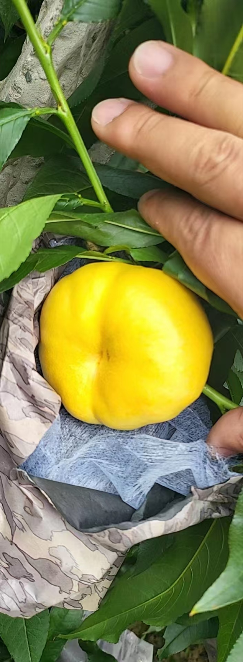 精品黄毛蟠桃大量上市，千亩基地直供，品质保证，量大从优